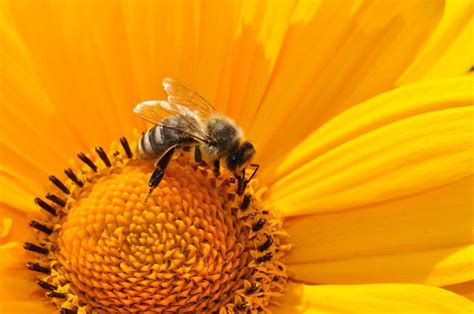 bee in the philippines|The pollination crisis in the Philippines .